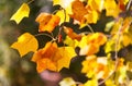 Detail of autumnal yellow colored leaves