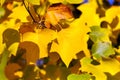 Detail of autumnal yellow colored leaves