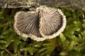 Detail of the back of Hericium erinaceus mushroom white fungus with hairs and moss horizontal Royalty Free Stock Photo