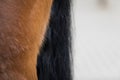 detail of the back hindfoot of a brown horse Royalty Free Stock Photo