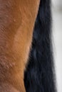 detail of the back hindfoot of a brown horse Royalty Free Stock Photo