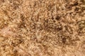 Detail background of brown grasses Royalty Free Stock Photo