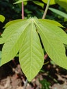 Detail background of cassava leaves