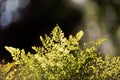 Detail of backlit fern with dark background