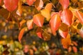 Detail of backlit orange autumn leaves