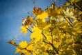 Detail of backlit yellow autumn leaves Royalty Free Stock Photo