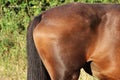 Side view of a detail from the backside of a brown horse Royalty Free Stock Photo