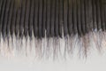 Detail of Baleen Royalty Free Stock Photo