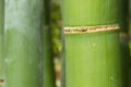 Detail of bamboo forest stalk with different green and yellow hues. Royalty Free Stock Photo