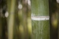 Detail of bamboo forest stalks Royalty Free Stock Photo