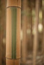 Detail of bamboo forest stalks Royalty Free Stock Photo