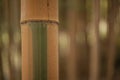 Detail of bamboo forest stalks Royalty Free Stock Photo