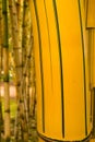 Detail of a bamboo plant Royalty Free Stock Photo