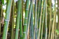 Detail of bamboo stem in plant forest Royalty Free Stock Photo