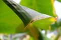 Detail of banana green leaf on daylight, Nature green leaf background