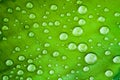 Detail of banana green leaf texture with several water droplets Royalty Free Stock Photo