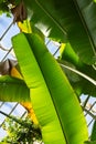 Detail of banana leaf, illuminated by sunlight, inside a greenhouse in the Royal Botanic Garden of Madrid, Spain