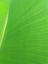 detail of a banana leaf with some water droplets Royalty Free Stock Photo