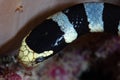 Detail of Banded Sea Krait Head Royalty Free Stock Photo