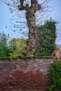 Bare tree and old wall. Color image Royalty Free Stock Photo