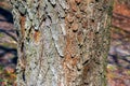 Detail of bark of a Catalpa tree - Latin name - Catalpa bignonioides Royalty Free Stock Photo