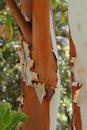 Detail of a Bark of Eucalyptus, Tenerife, Canary Islands, Spain, Europe