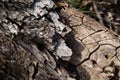 Detail of bark on a fallen tree limb