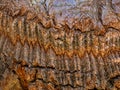 Detail of bark of giant Sequoia tree