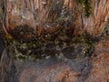 Detail of bark of giant Sequoia tree