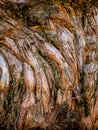 Detail of bark of giant Sequoia tree