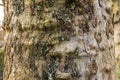 Detail of the bark of a plane tree Royalty Free Stock Photo