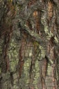Detail of bark of a Sequoia tree