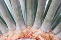 Detail of the bark and sharp and rough leaves of a pita palm, Yucca filifera