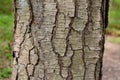 Detail of the bark of a sweet birch tree with characteristic lenticels. Royalty Free Stock Photo