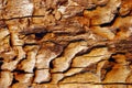 The detail of bark tree ÃÂ alinac lye Royalty Free Stock Photo