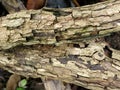 The detail of the bark from the tree. Royalty Free Stock Photo