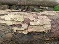 The detail of the bark from the tree. Royalty Free Stock Photo