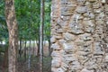 Detail bark of tree texture with forest background