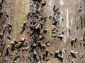Detail of the bark of a tree trunk Royalty Free Stock Photo