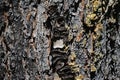 Detail of bark wood texture of coniferous tree Bhutan pine Pinus Wallichiana