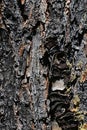 Detail of bark wood texture of coniferous tree Bhutan pine Pinus Wallichiana