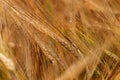 Detail of the Barley Spike Royalty Free Stock Photo