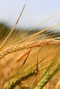 Detail of the Barley Spike Royalty Free Stock Photo