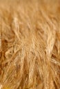 Detail of the Barley Spike Royalty Free Stock Photo