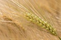 Detail of Barley Spike from the spring Field Royalty Free Stock Photo