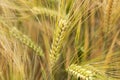 Detail of Barley Spike from the spring Field Royalty Free Stock Photo