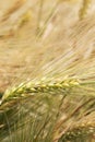 Detail of Barley Spike from the spring Field Royalty Free Stock Photo