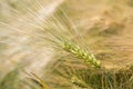 Detail of Barley Spike from the spring Field Royalty Free Stock Photo