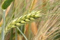 Detail of Barley Spike in the spring Nature Royalty Free Stock Photo