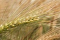 Detail of Barley Spike in the spring Nature Royalty Free Stock Photo
